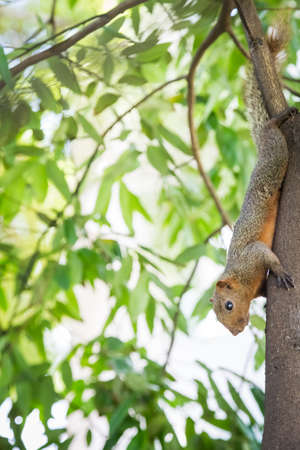 Squirrel holding on to a tree with bokeh backgroundの写真素材