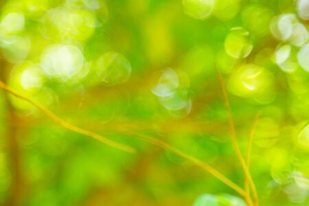 Nature green bokeh from tree backgroundの写真素材
