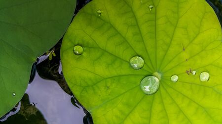 Water on a green lotus leaf nature backgroundの写真素材