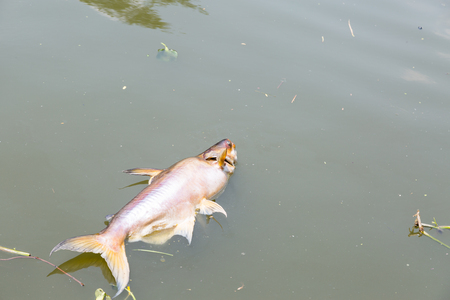 dead fish floated in the dark water river, water pollution peoblemの写真素材