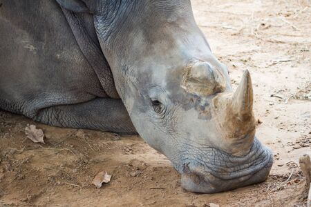 Rhino resting on the ground backgroundの写真素材