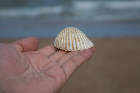 White Shell in hand with sand and beach on backgroundの写真素材