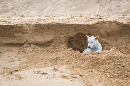 White dog digging a hole in the sand at the beach background, Thailandの写真素材