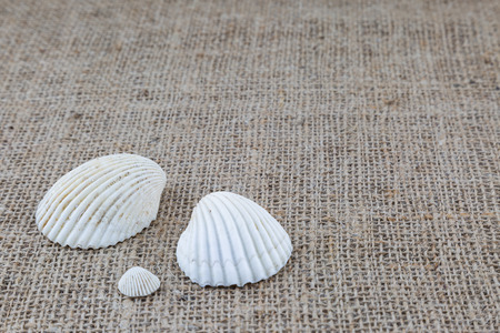 white shells on sackcloth texture backgroundの写真素材