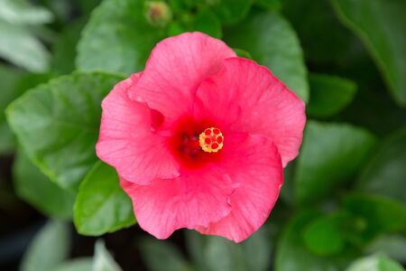 Hibiscus Flower DOF select focus with green leaf backgroundの写真素材