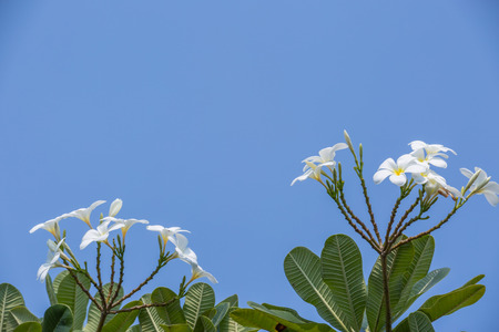 Plumeria flower on a blue sky background sky, Represents the calm and gentleの写真素材