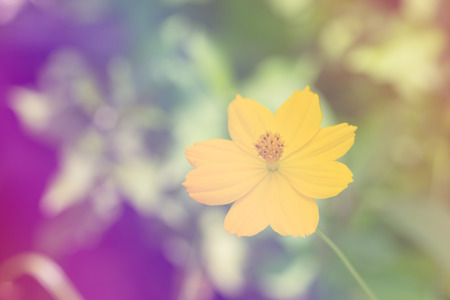 Close-up of yellow flower with green backgroundの写真素材