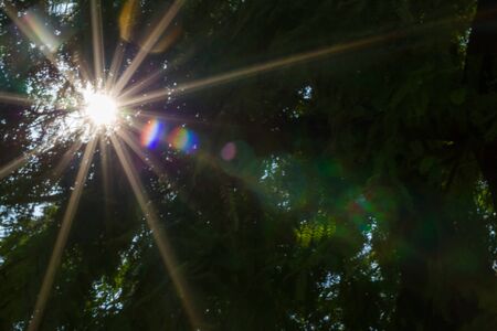 Blurred abstract of sun on the trees with lens flare on green backgroundの写真素材