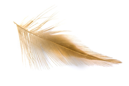Bird light brown feather isolated on white backgroundの写真素材
