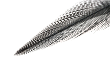 Close-up of Black feather isolated on white backgroundの写真素材
