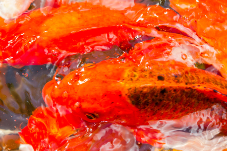 Koi Carps Fish Japanese swimming (Cyprinus carpio) beautiful color backgroundの写真素材