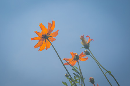 Yellow flowers with blue sky backgroundの写真素材