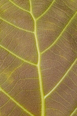 Close up on green leaf texture background