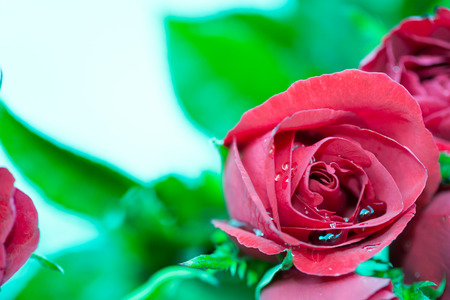 Close-up of red rose with green background