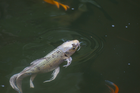 Colorful Koi fish swimming in a water pondの写真素材