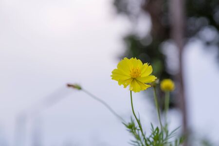 yellow flowers with green bokeh backgroundの写真素材