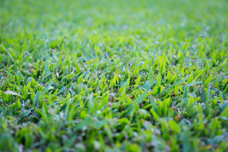 green grass use for backgroundの写真素材