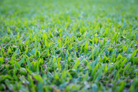 green grass use for backgroundの写真素材