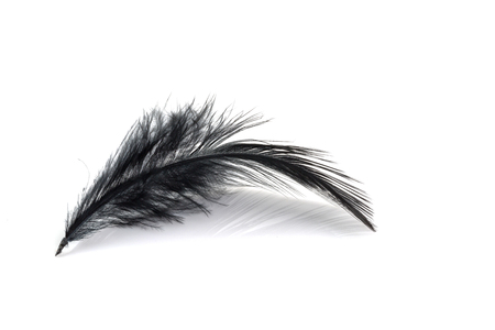 Black Feather isolated on white backgroundの写真素材