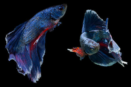 siamese fighting fish isolated on black background