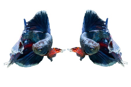 siamese fighting fish isolated on black backgroundの写真素材
