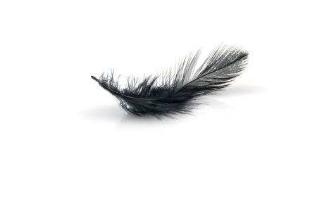 Black feather on white backgroundの写真素材