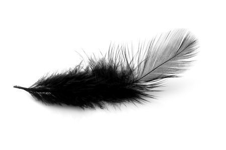 Soft black feather isolated on white backgroundの写真素材