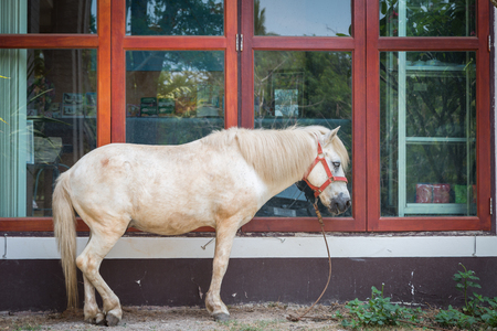 White Horse stans near the windows backgroundの写真素材