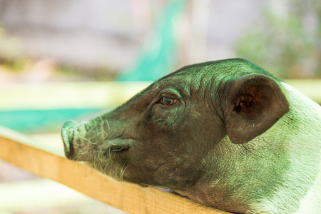 Funny small pig hanging on a fence waiting for foodの写真素材