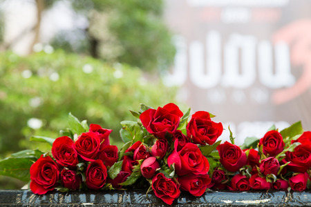 Close-up of red rose with green leaf backgroundの写真素材