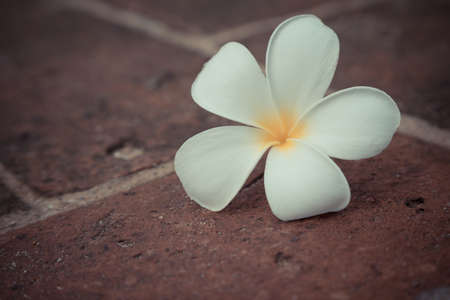 Plumeria on red bricks floor backgroundの写真素材