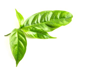 Green leaf isolated on  white backgroundの写真素材