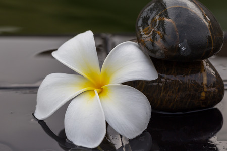 White with yellow plumeria flower on pebble rock and water for spa backgroundの写真素材