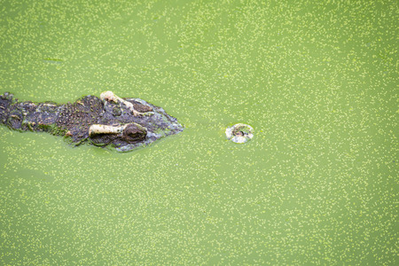 Crocodile head floating on the water backgroundの写真素材