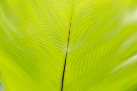 green leaf texture background