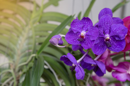 Purple orchids flower nature backgroundの写真素材