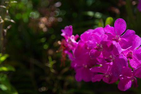 Purple orchids flower nature backgroundの写真素材