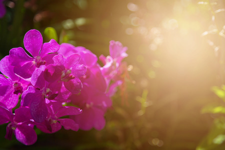 Purple orchids flower nature backgroundの写真素材