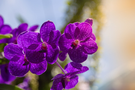 Purple orchids flower nature backgroundの写真素材