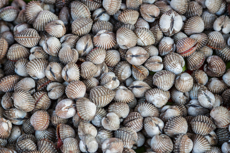 Nature fresh cockles use for food backgroundの写真素材