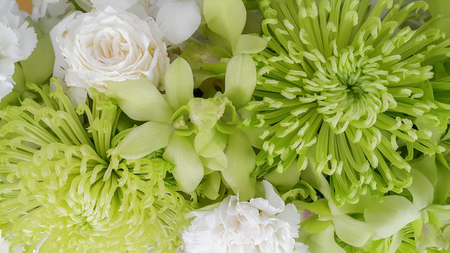 White nature flowers backgroundの写真素材