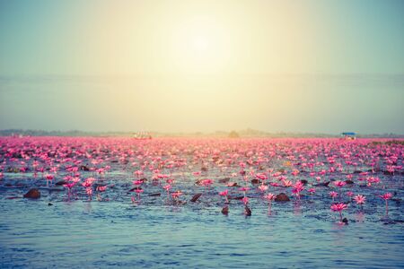 Pink water lily with purple flowers bloom on lake backgroundの写真素材