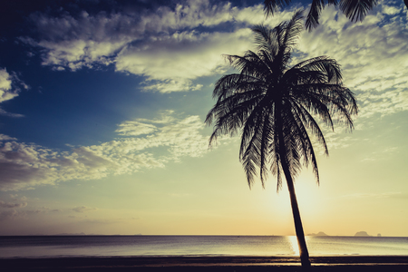 Siluate coconut tree on the beach before sunset backgroundの写真素材