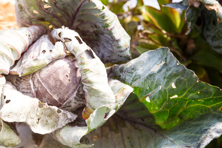 Fresh cabbage from nature backgroundの写真素材