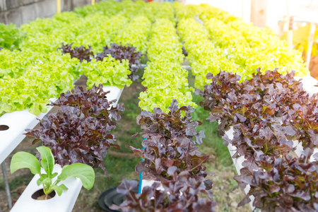 Organic hydroponic vegetable cultivation farmの写真素材