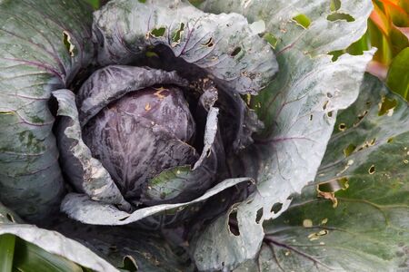 Fresh cabbage from nature backgroundの写真素材