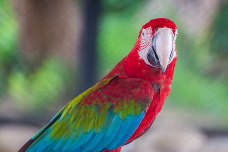 Red macaw sitting on branch and look at visitors with blur backgroundの写真素材
