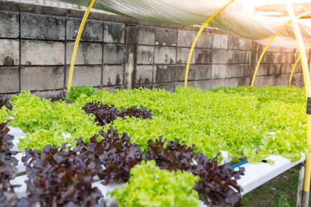 Organic hydroponic vegetable cultivation farmの写真素材