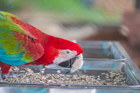 Red macaw eatting nature food with blur backgroundの写真素材