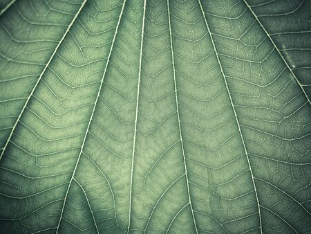 green texture of fresh leaf background